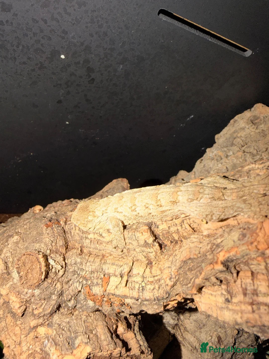 Gecko reptiles for sale: Leachieanus gecko  - Advert 1