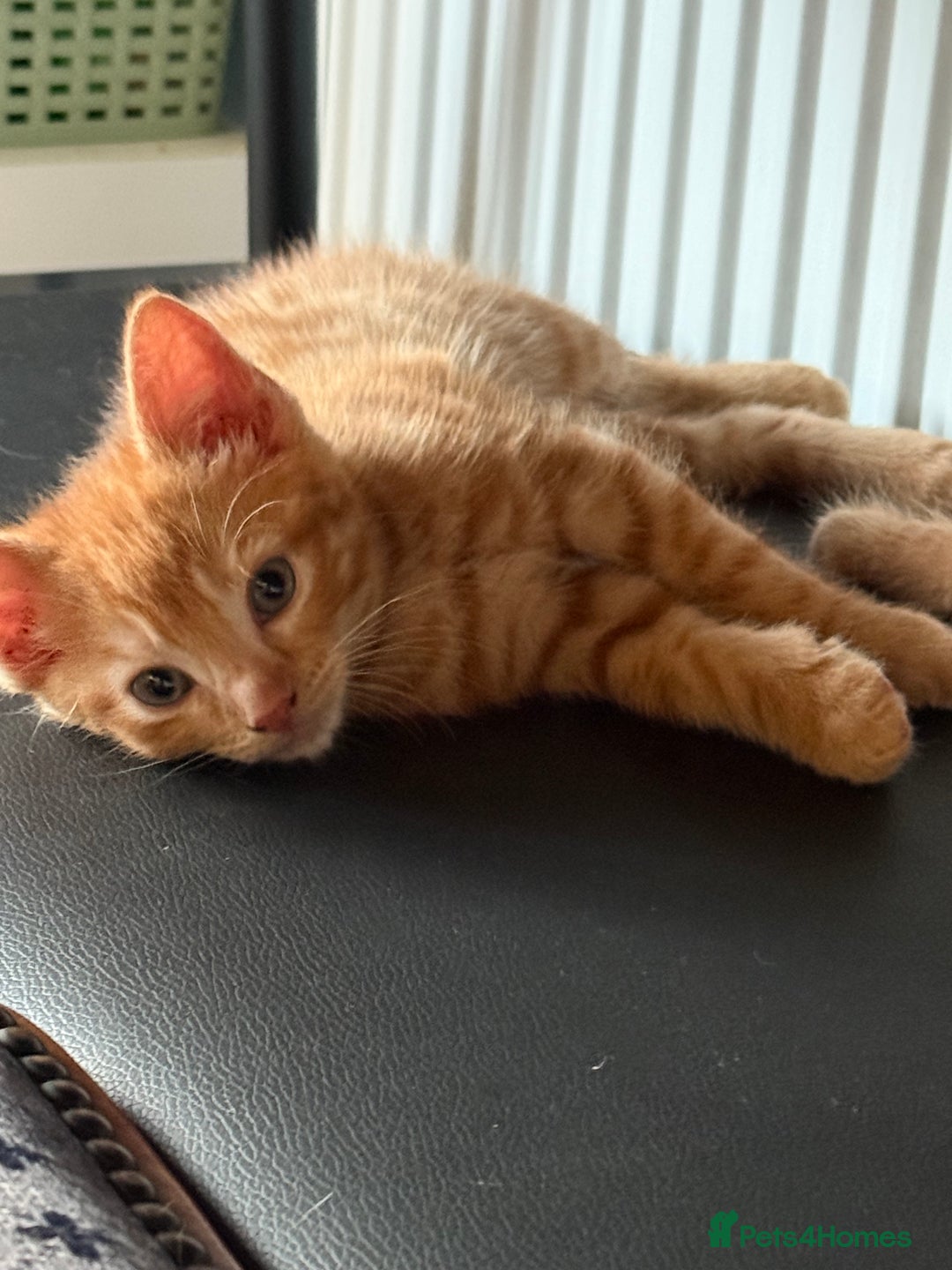 Maine Coon cats for sale: Beautiful mixed breed kittens  - Image 27