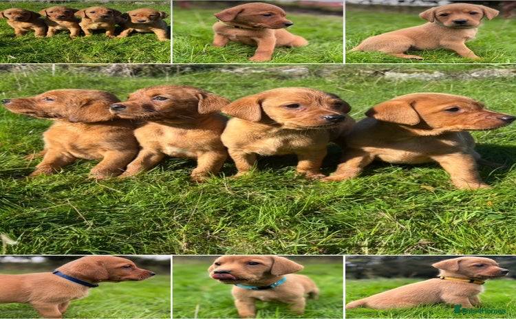 Labrador Retriever dogs - Advert 6