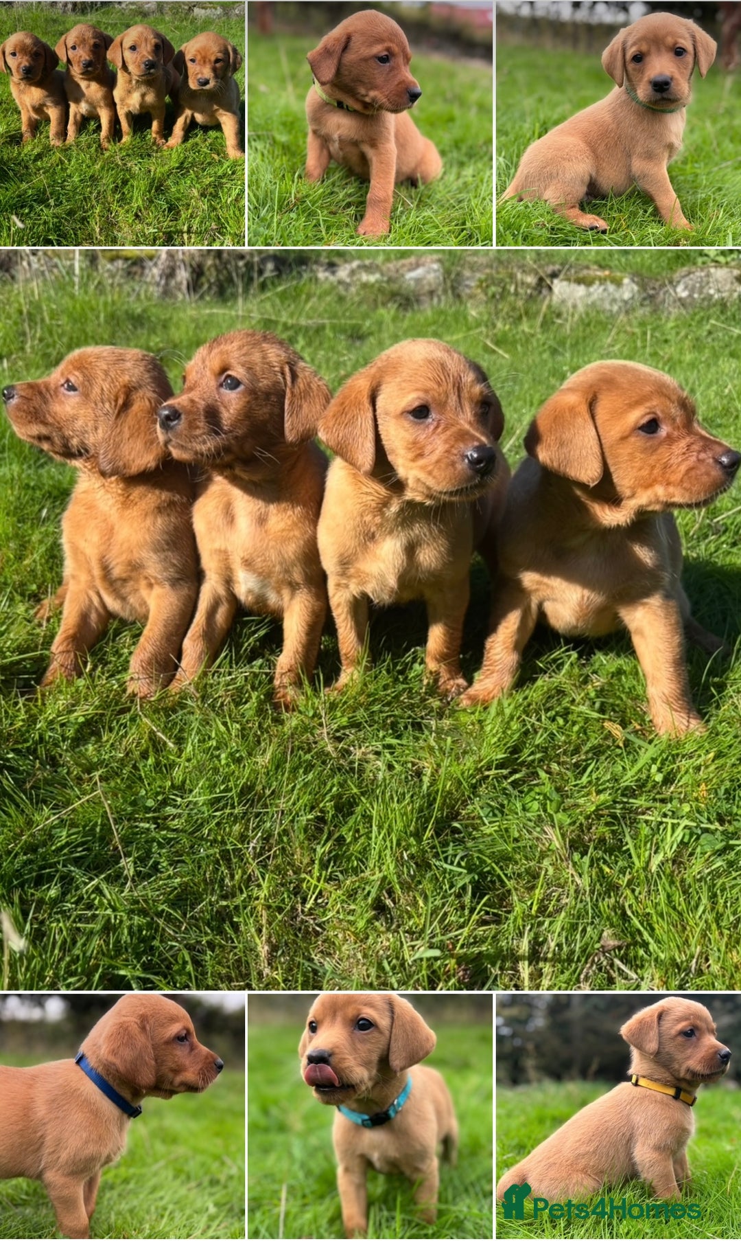 Labrador Retriever dogs for sale: Fox Red Labrador Retrievers - Image 1