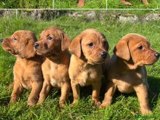 Labrador Retriever dogs - Advert 28