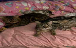 Bengal cats for sale: 3/4 Bengal Girls - Image 4
