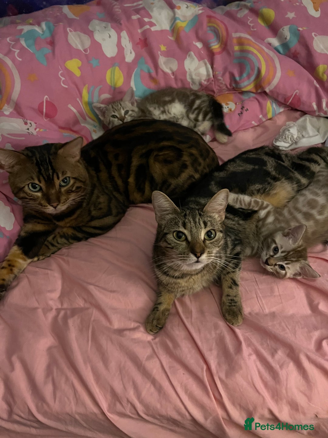 Bengal cats for sale: 3/4 Bengal Girls - Image 4