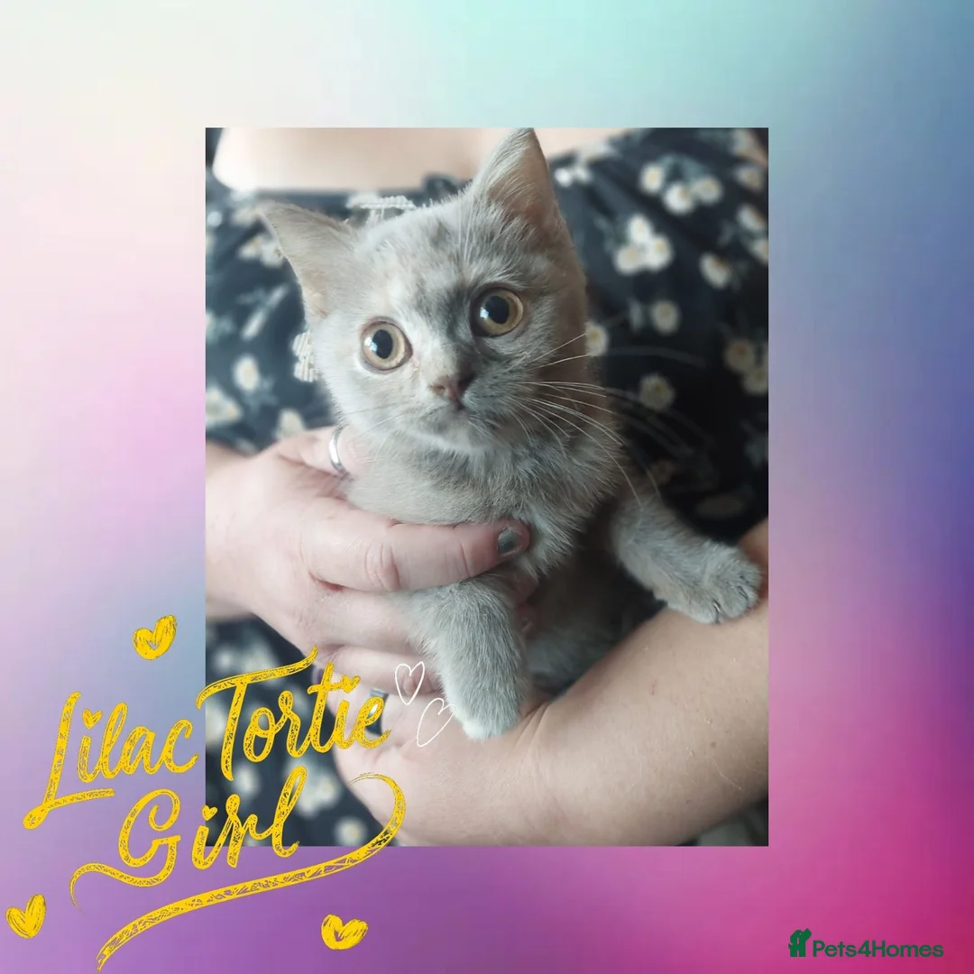 British Shorthair cats for sale: 🖤💜 British Shorthair Kittens 💜🖤 - Advert 1