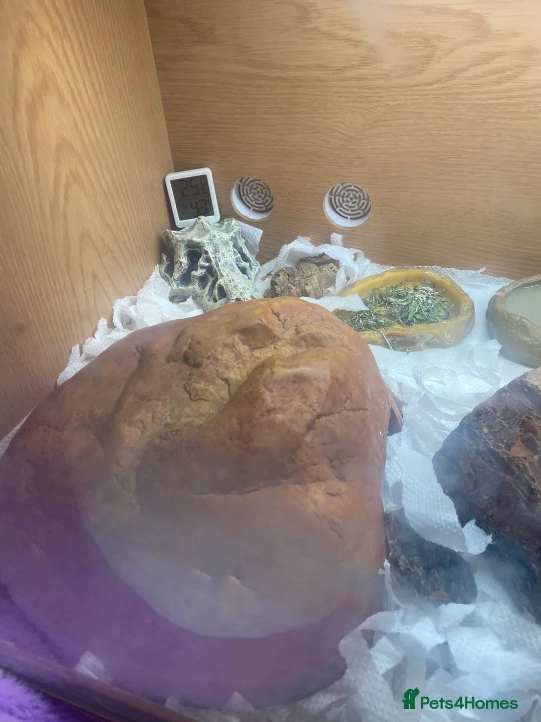 Bearded Dragon reptiles for sale: Beautiful bearded dragon with full Viv  - Advert 3