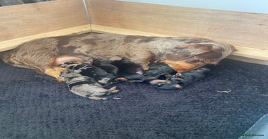 Dachshund dogs - Advert 3