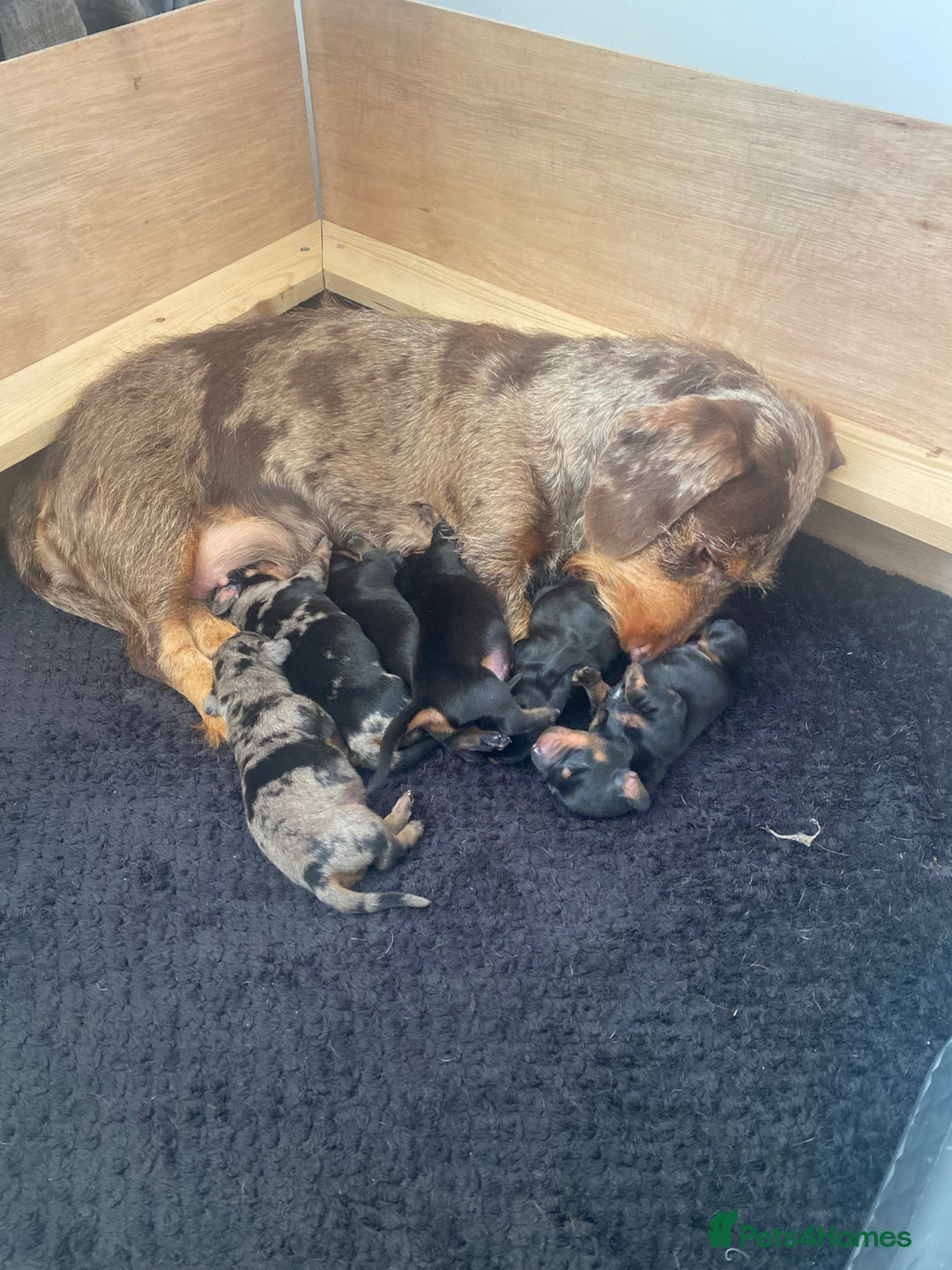 Dachshund dogs for sale: Standard dachshund's  - Image 2