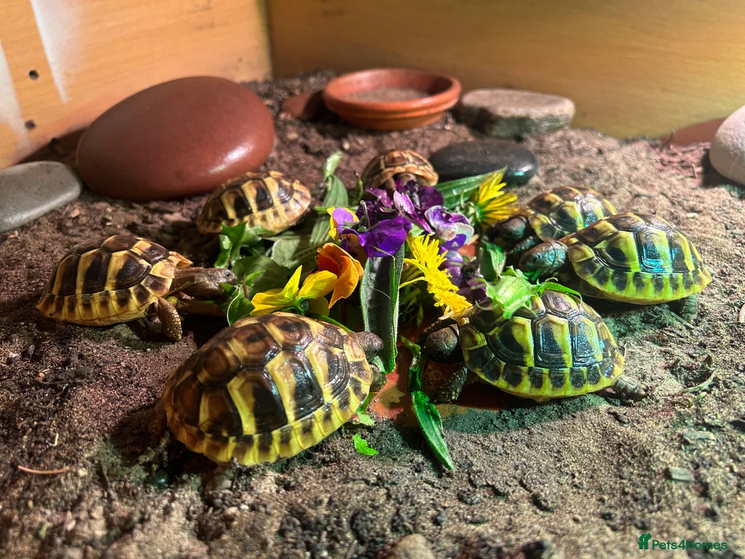 Tortoise reptiles for sale: Hermann tortoise in Whitchurch - Advert 2