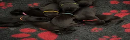 Great Dane dogs for sale: Beautiful KC Great Dane puppies  - Advert 6