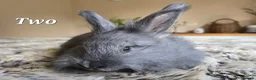 Angora rabbits for sale: Quality Angora Rabbits  - Advert 4