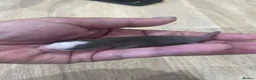 Rat rodents for sale: Baby Dumbo Rats - Advert 20
