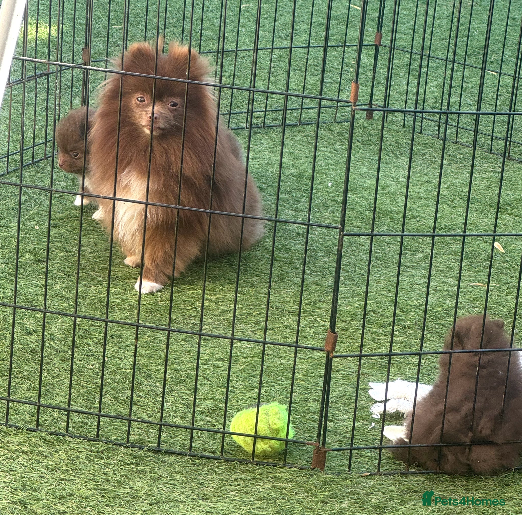 Pomeranian dogs Super quality pomeranian puppies kc registered - Advert 7