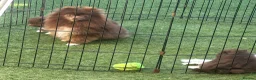 Pomeranian dogs for sale: Super quality pomeranian puppies kc registered - Advert 1