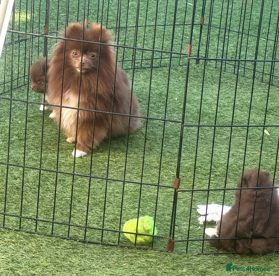 Pomeranian dogs for sale: Super quality pomeranian puppies kc registered - Advert 1