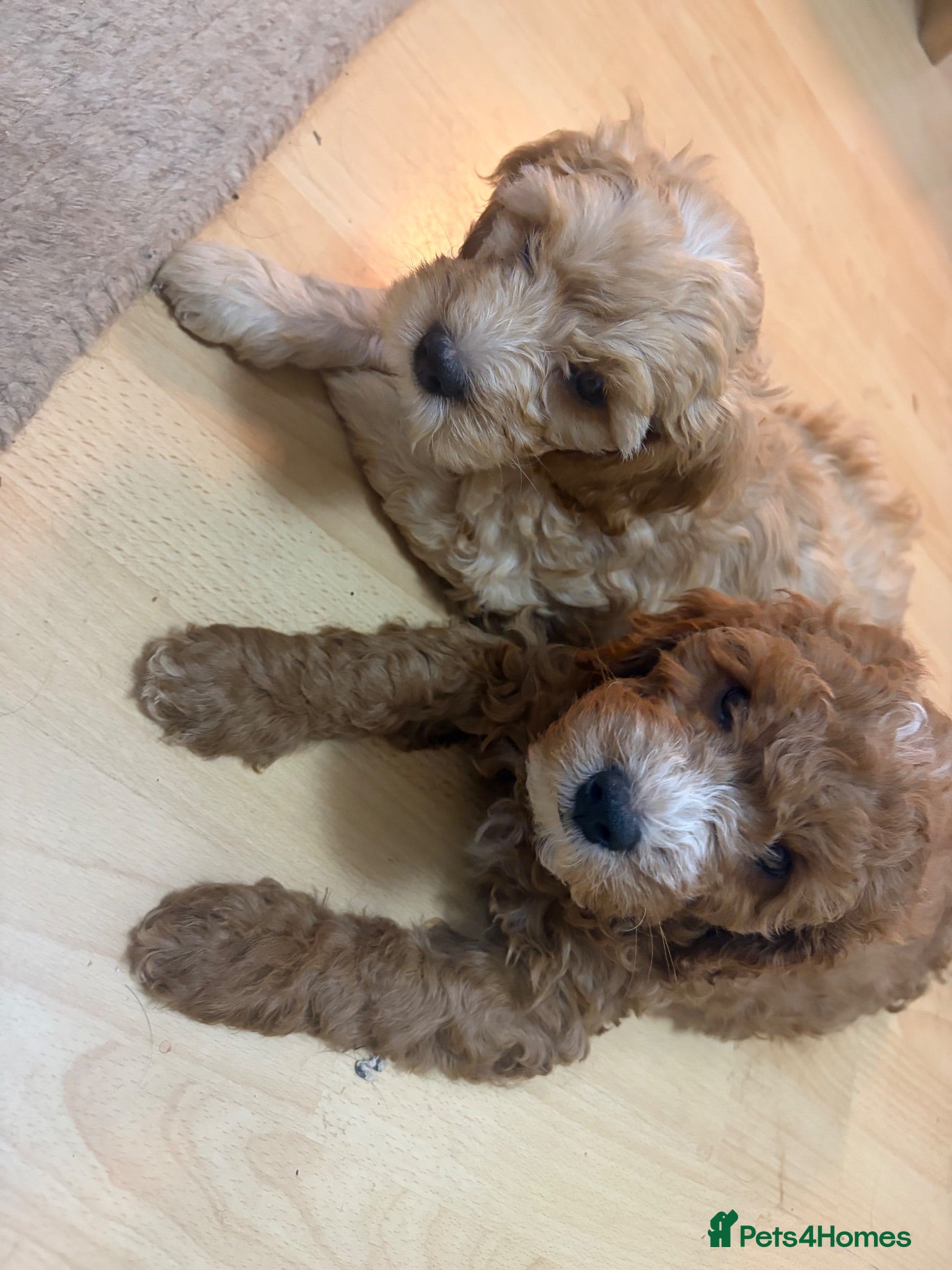 Cavapoo dogs F1B Cavapoo puppies READY NOW! - Advert 2