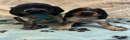 Cocker Spaniel dogs for sale: Stunning show type cocker spaniel puppies  - Advert 15