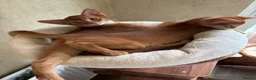 Abyssinian cats for sale: Abysinian boy 4 months  in London - Advert 2