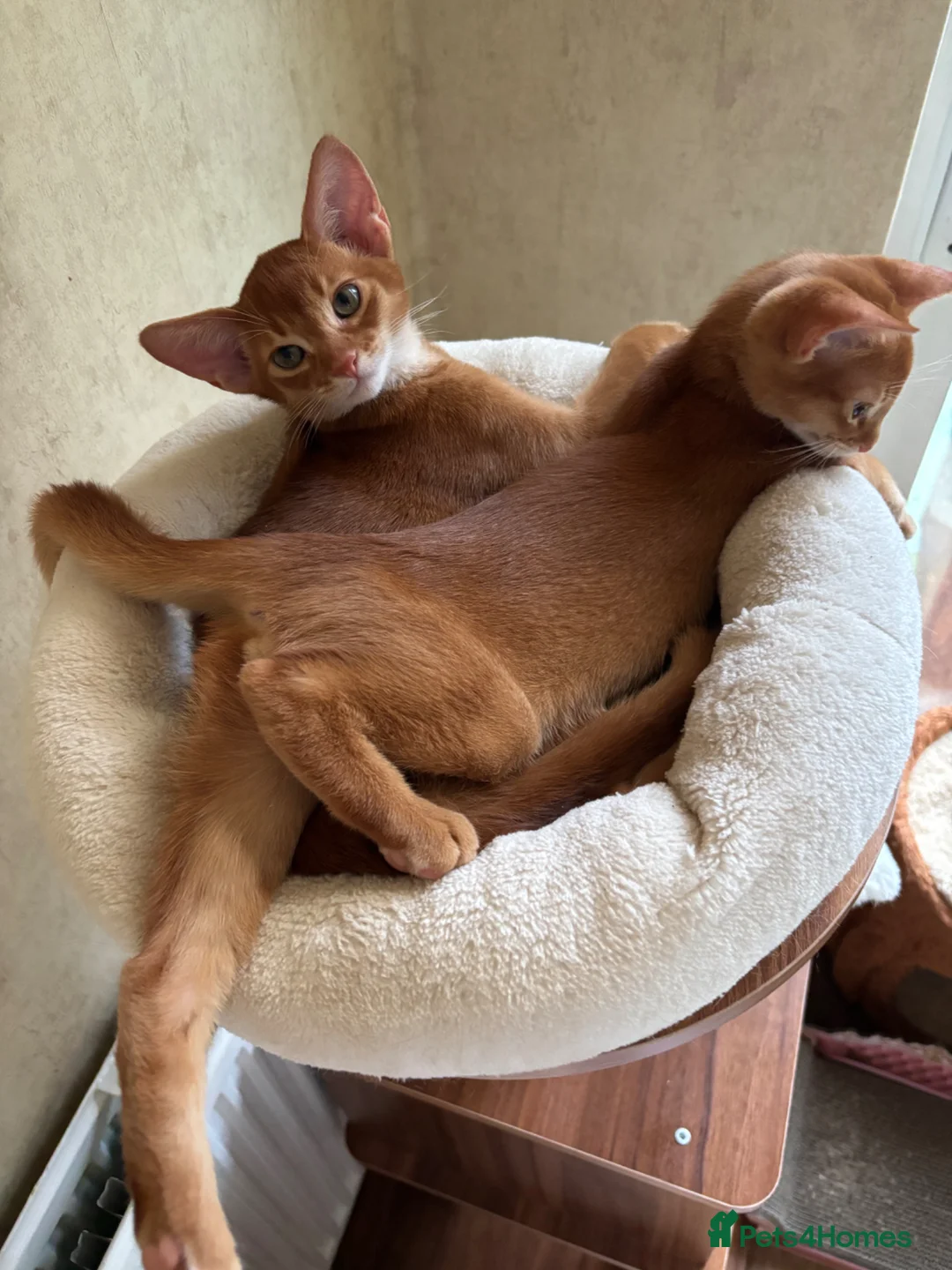 Abyssinian cats for sale: Abysinian boy 4 months  in London - Advert 2
