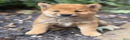 Japanese Shiba Inu dogs for sale: Mame Shiba , parents health tested champions  - Advert 7