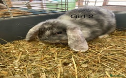 Mini Lop rabbits for sale: Mini lop bunnies  - Image 3