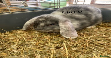 Mini Lop rabbits - Advert 5