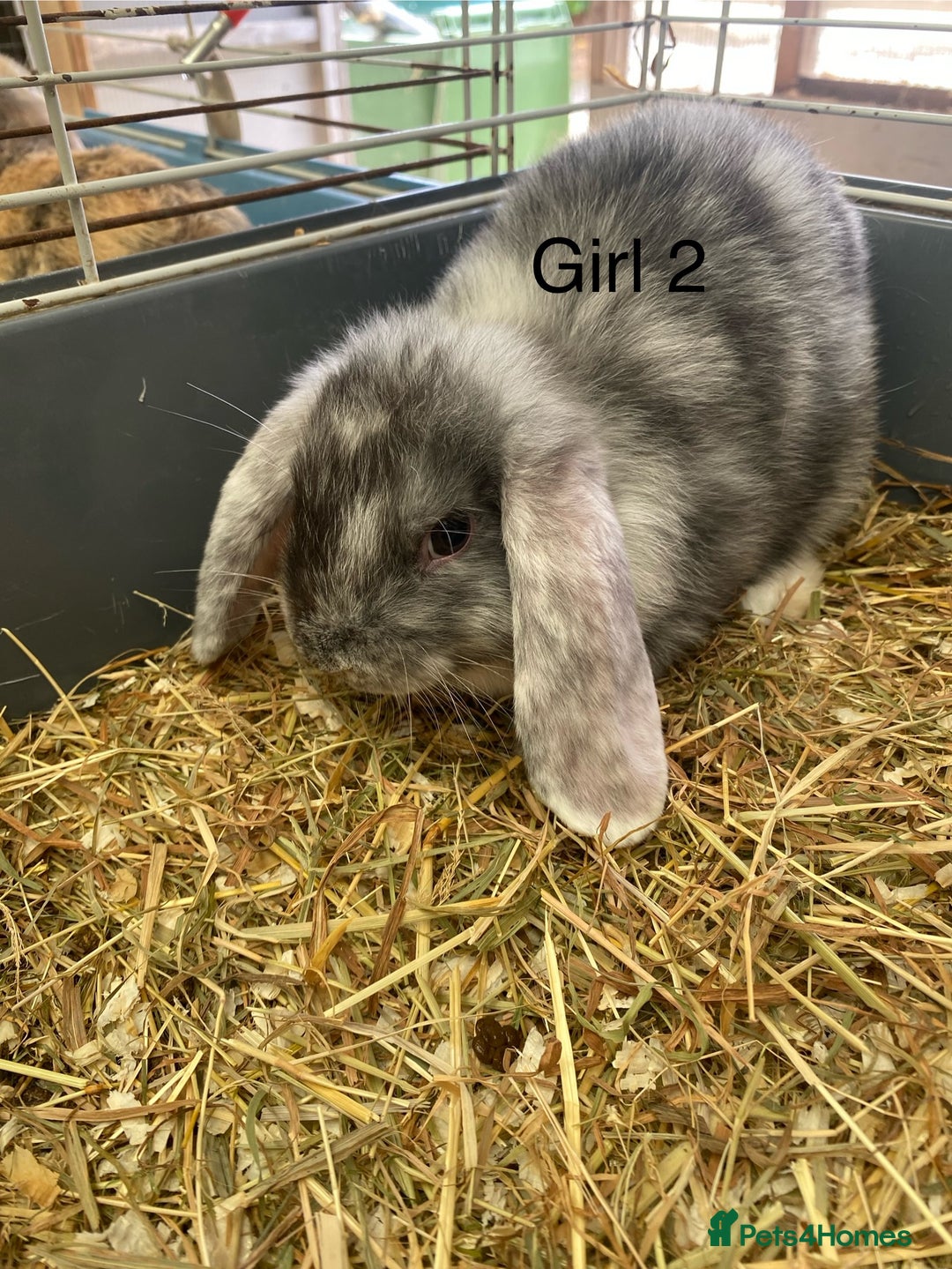 Mini Lop rabbits for sale: Mini lop bunnies  - Image 3