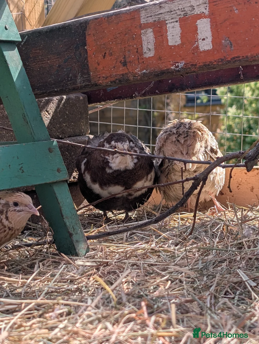 Mixed Breed birds for sale: Japanese quail hatching eggs  - Advert 2