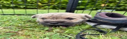 Cairn Terrier dogs for sale: Beautiful KC Reg Cairn Terrier Puppies 🐾  - Advert 24