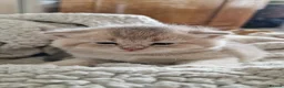 British Shorthair cats for sale: Beautiful gold British shorthair  - Advert 2