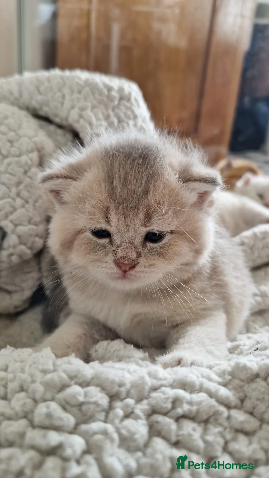 British Shorthair cats for sale: Beautiful gold British shorthair  - Advert 2