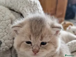 British Shorthair cats Beautiful gold British shorthair - Advert 2