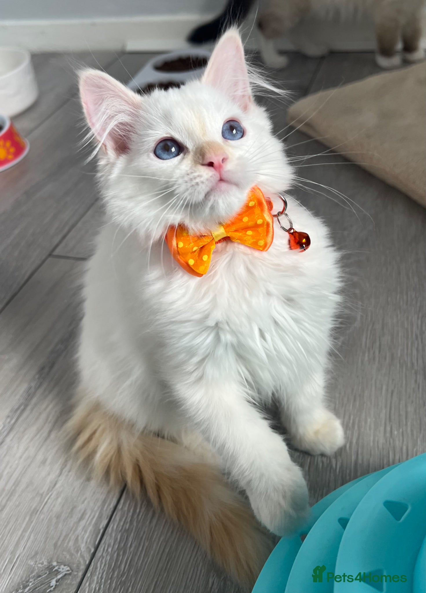 Ragdoll cats GCCF Pedigree Ragdoll kittens  - Advert 6