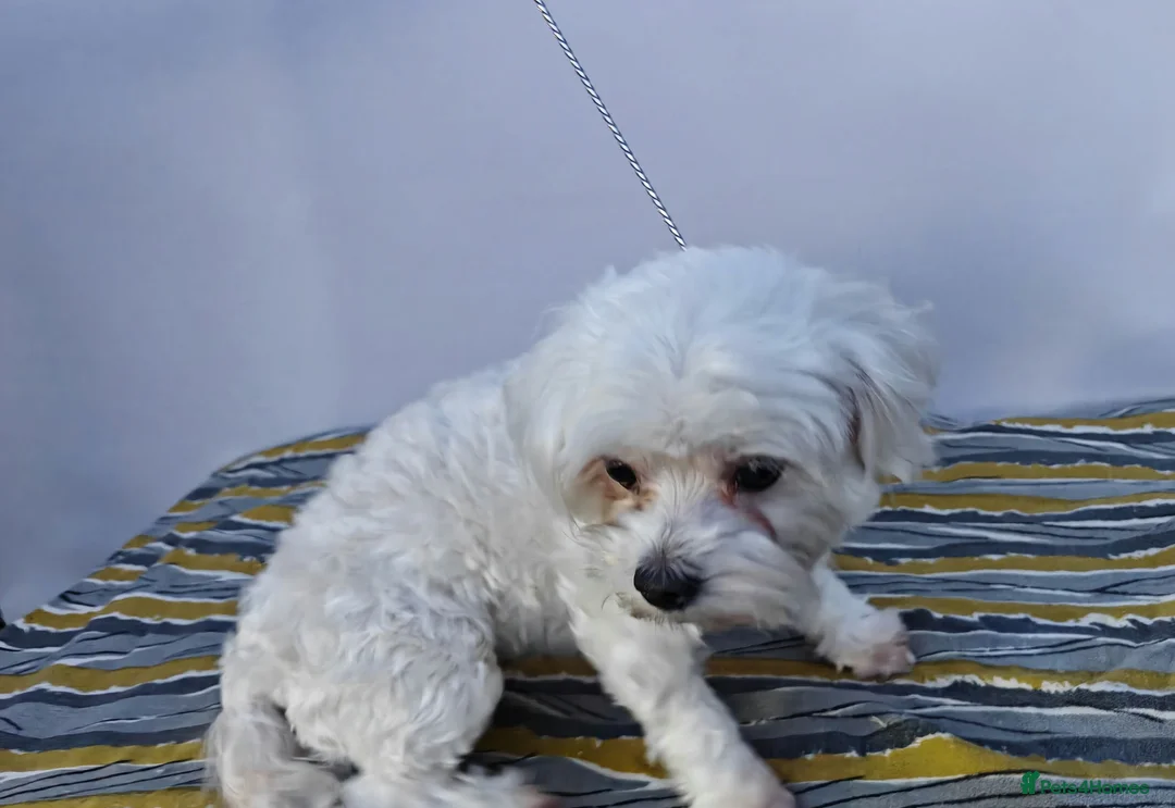 Maltese dogs for adoption: 🐾 ANGEL – Female Maltese 🐾 in West Malling - Advert 4
