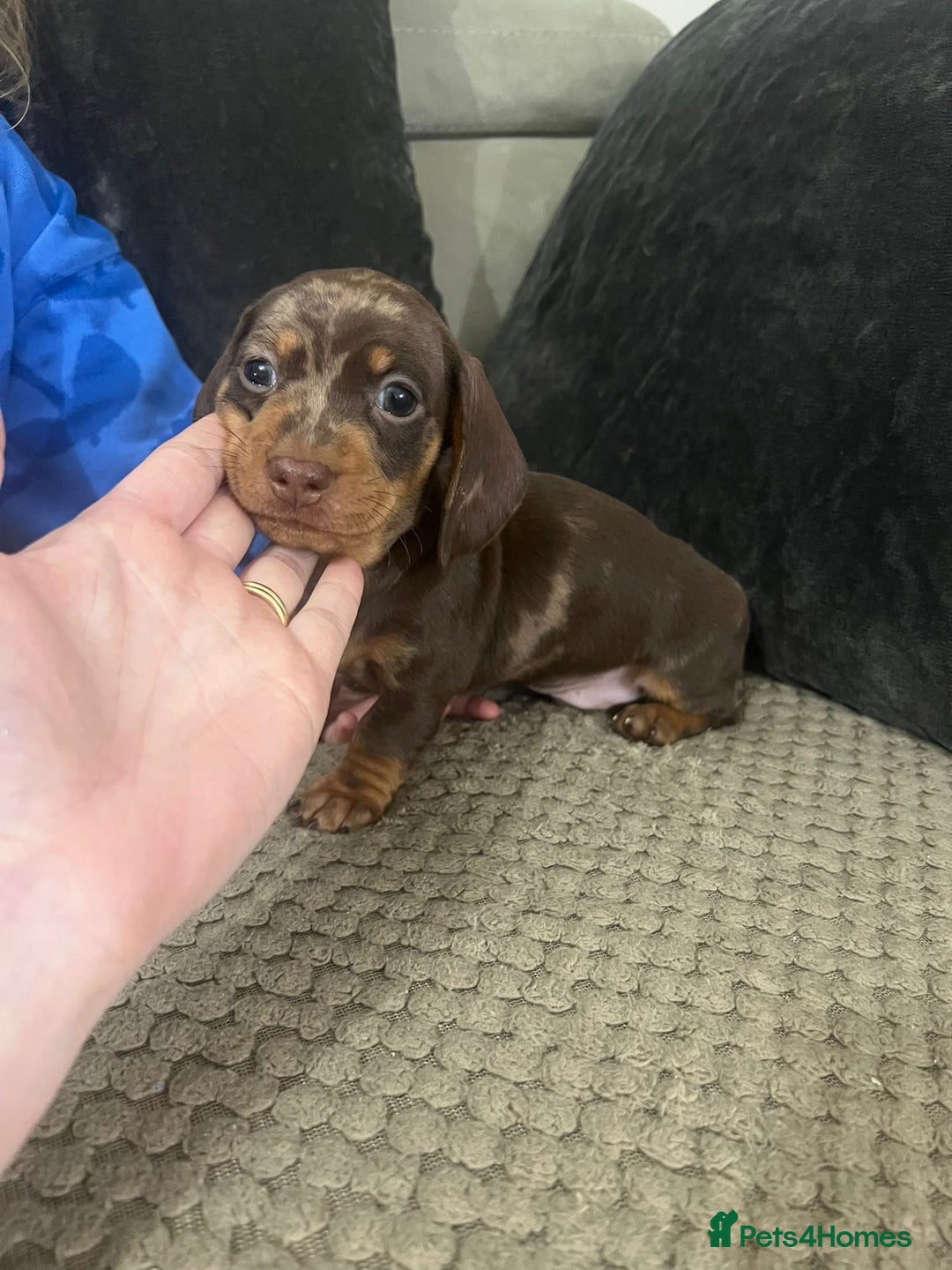 Miniature Dachshund dogs for sale: 🐾 Miniature Dachshund Puppies Available🐾 - Image 12