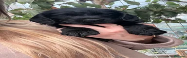 Cocker Spaniel 4
