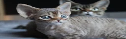 Devon Rex cats for sale: 🎉Beautiful, healthy and full pedigree Devon Rex🎉 - Advert 21