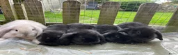 Mini Lop rabbits for sale: Beautiful mini lop babies - Advert 1