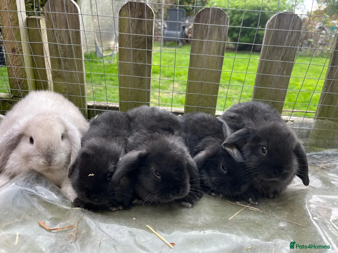 Mini Lop rabbits for sale: Beautiful mini lop babies - Advert 1