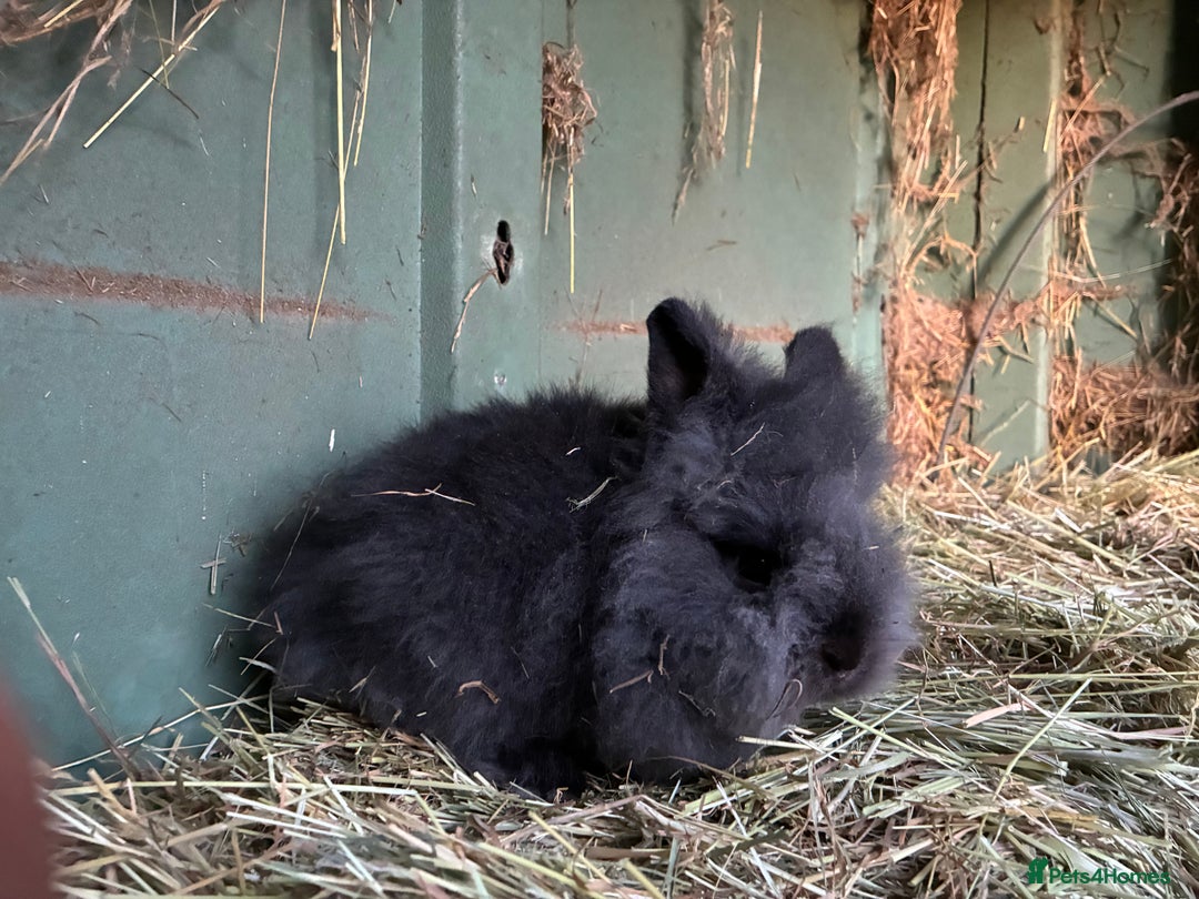Lionhead rabbits for sale: Last 2 lionhead baby boys - Advert 21
