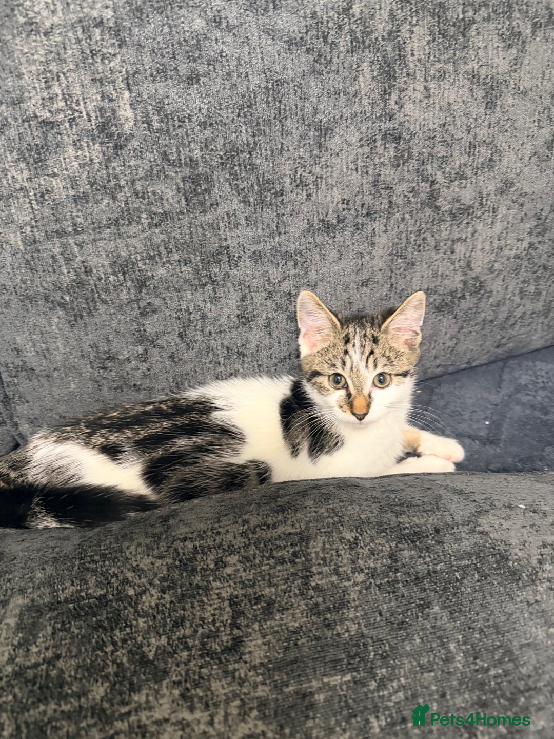 Domestic Shorthair cats for sale: Looking for a new home for Milo  - Advert 5