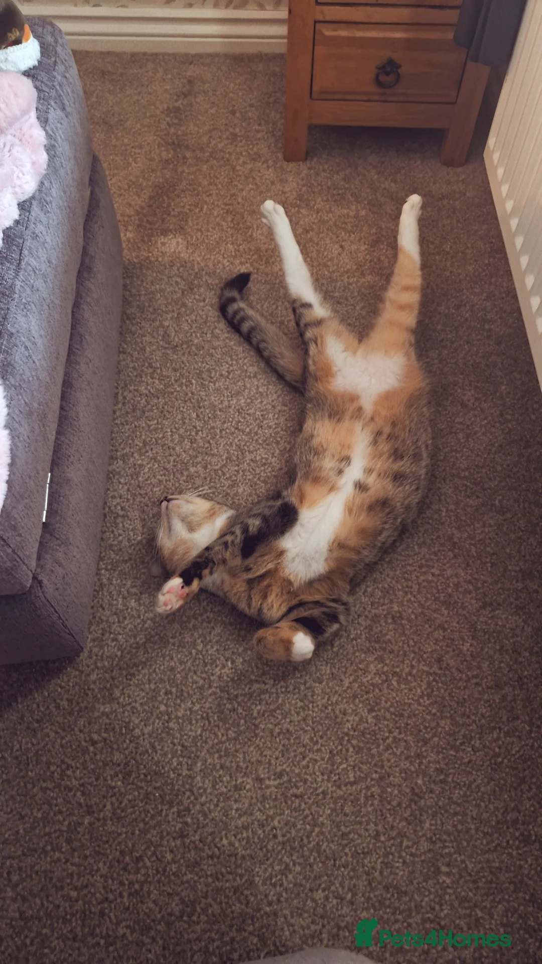 Mixed Breed cats for sale: Two female cats looking for a new home  - Advert 2