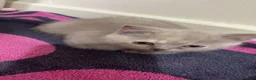 British Shorthair cats for sale: Female british lilac shorthair kitten - Advert 2