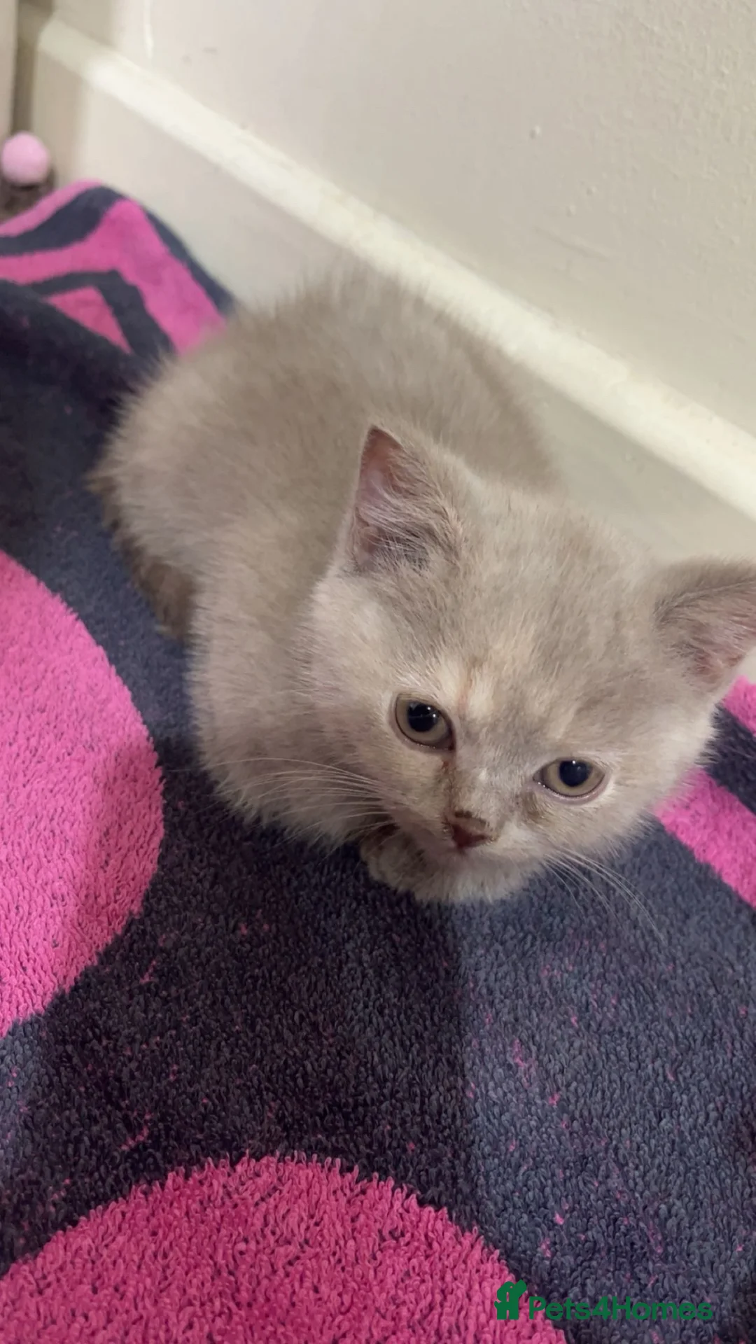 British Shorthair cats for sale: Female british lilac shorthair kitten - Advert 2