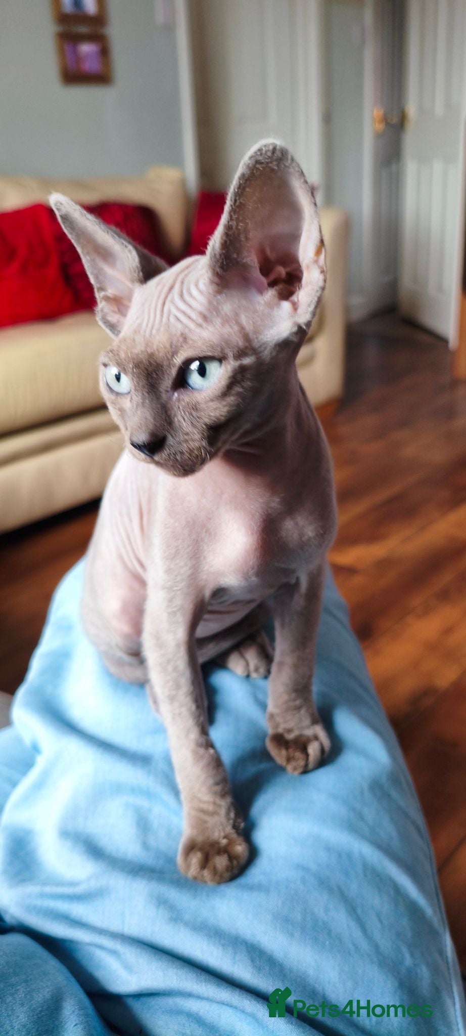 Sphynx cats *LAST ONE* Gorgeous Sphynx Girl - 12 Weeks Old - Advert 2