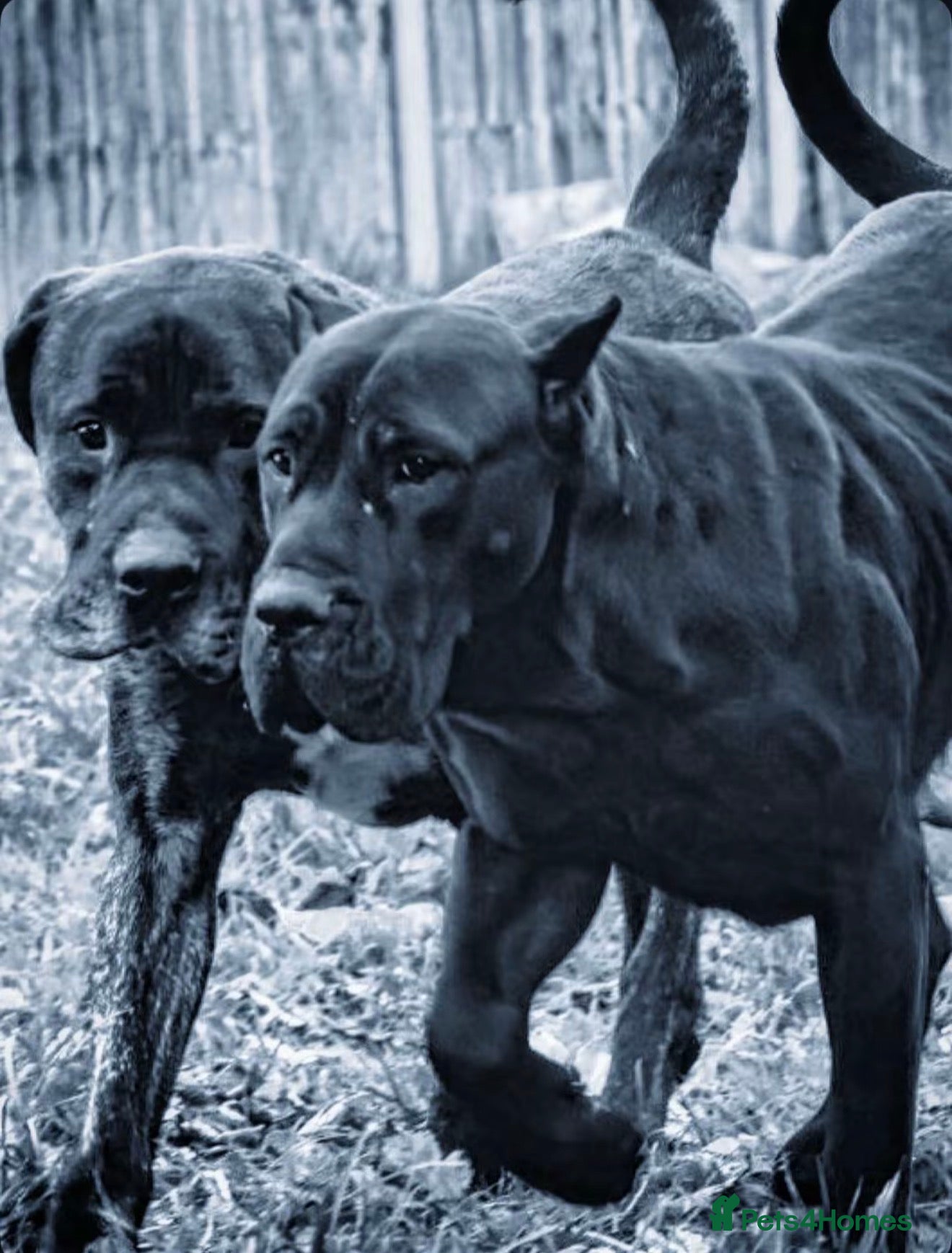 Presa Canario dogs World class presa canarios  - Advert 12