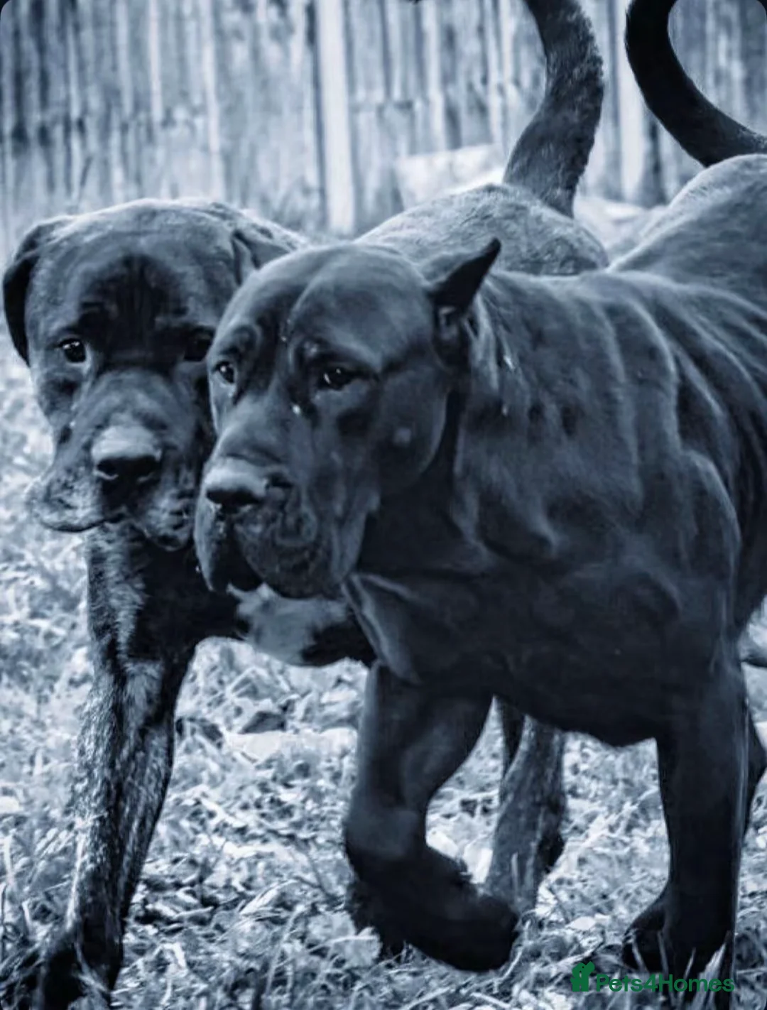 Presa Canario dogs for sale: World class presa canarios  - Advert 1