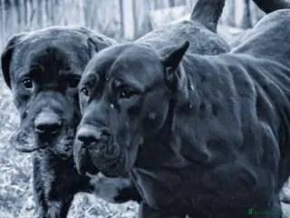 Presa Canario dogs World class presa canarios - Advert 3