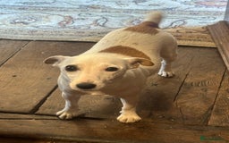 Jack Russell dogs for sale: 4 Jack Russell Puppies - Advert 2