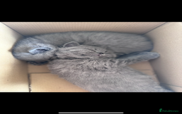 British Shorthair cats for sale: 5  BSH kittens - Image 17