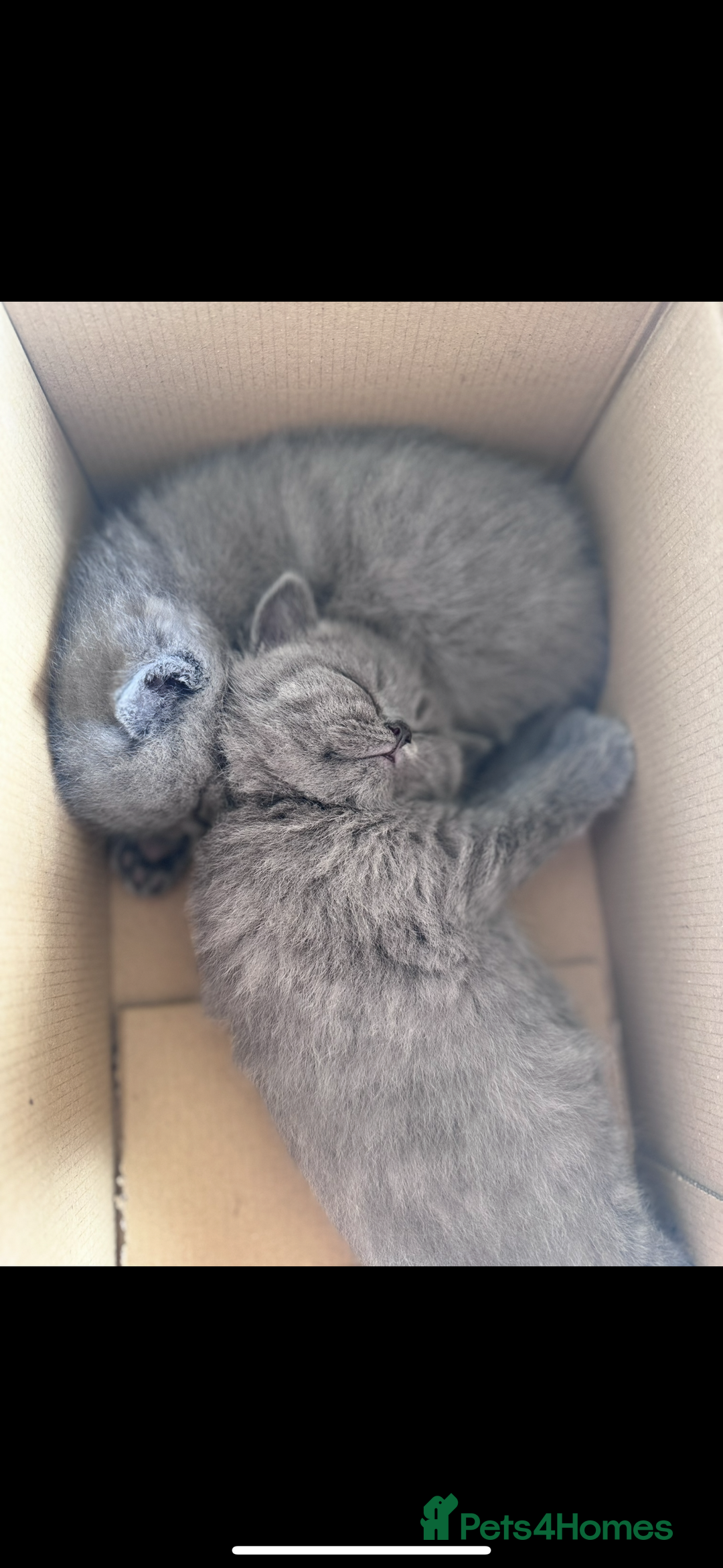 British Shorthair cats for sale: 5  BSH kittens - Image 17